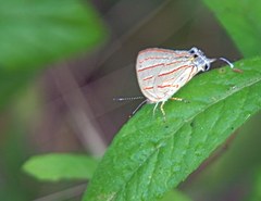 Hemiolaus caeculus caeculus