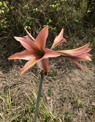 Hippeastrum stylosum