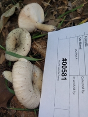 Lactarius cinereus