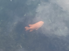 Hypsypops rubicundus