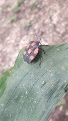 Brachystethus rubromaculatus