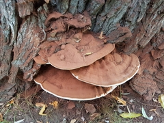 Ganoderma applanatum