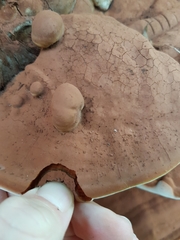 Ganoderma applanatum