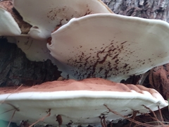Ganoderma applanatum