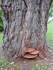 Ganoderma applanatum