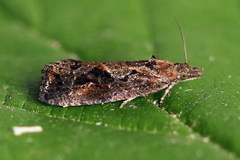 Endothenia ericetana