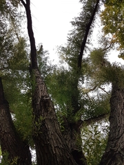 Ganoderma applanatum