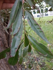 Ganoderma applanatum