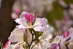 Bauhinia variegata