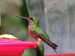 Rufous-Booted Racket-Tail photo 2