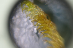 Palustriella falcata