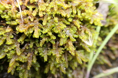 Palustriella falcata