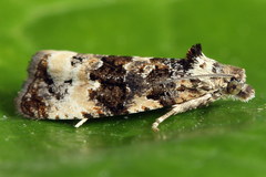Endothenia gentianaeana