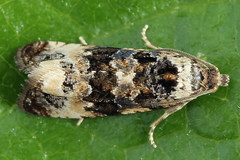 Endothenia gentianaeana