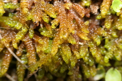 Palustriella falcata