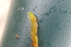 Palustriella falcata