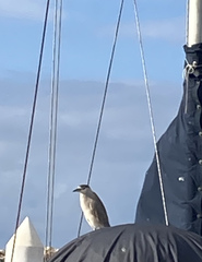 Nycticorax nycticorax