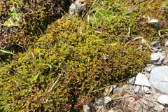 Palustriella falcata