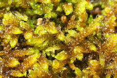 Palustriella falcata