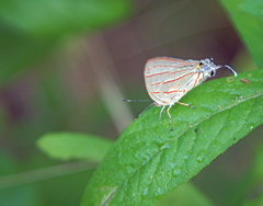 Hemiolaus caeculus caeculus
