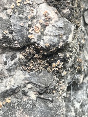 Psoraceae