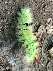 Calliteara pudibunda