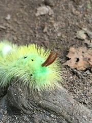 Calliteara pudibunda