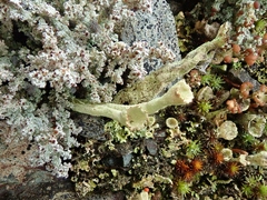 Cladonia deformis