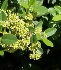 Apis mellifera
