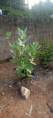 Calotropis procera