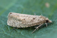 Epiblema grandaevana