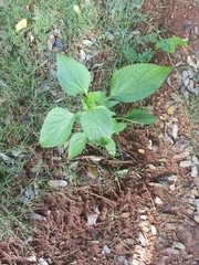 Acalypha indica