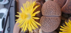 Lithops hookeri