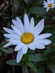 Leucanthemum × superbum