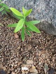 Santalum album