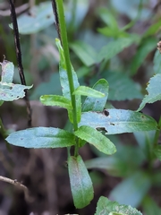 Leucanthemum × superbum