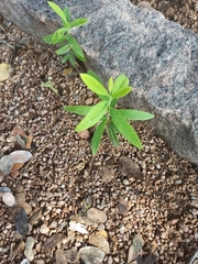Santalum album