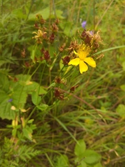 Hypericum attenuatum