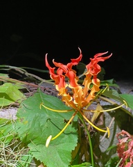 Gloriosa superba