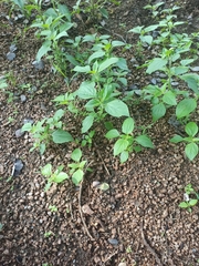 Acalypha indica