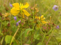 Hypericum attenuatum