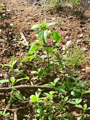 Acalypha indica