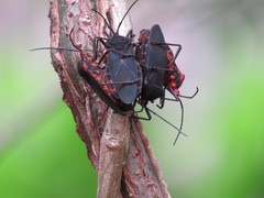 Sephina
