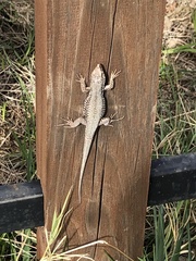 Podarcis muralis