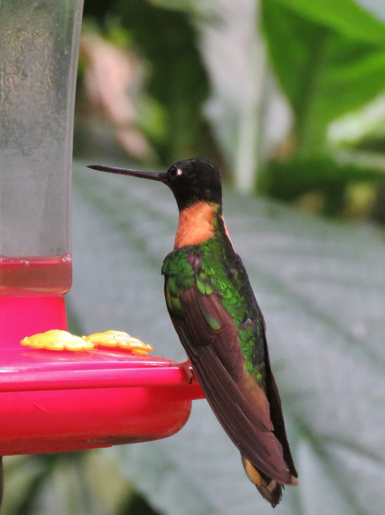 Collared Inca (Gould's)