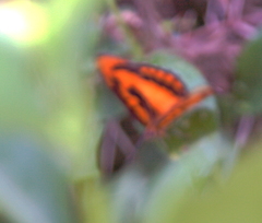 Byblia anvatara acheloia