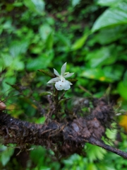 Epidendrum jejunum