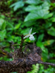 Epidendrum jejunum