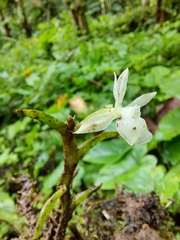 Epidendrum jejunum