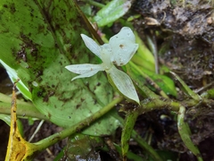 Epidendrum jejunum